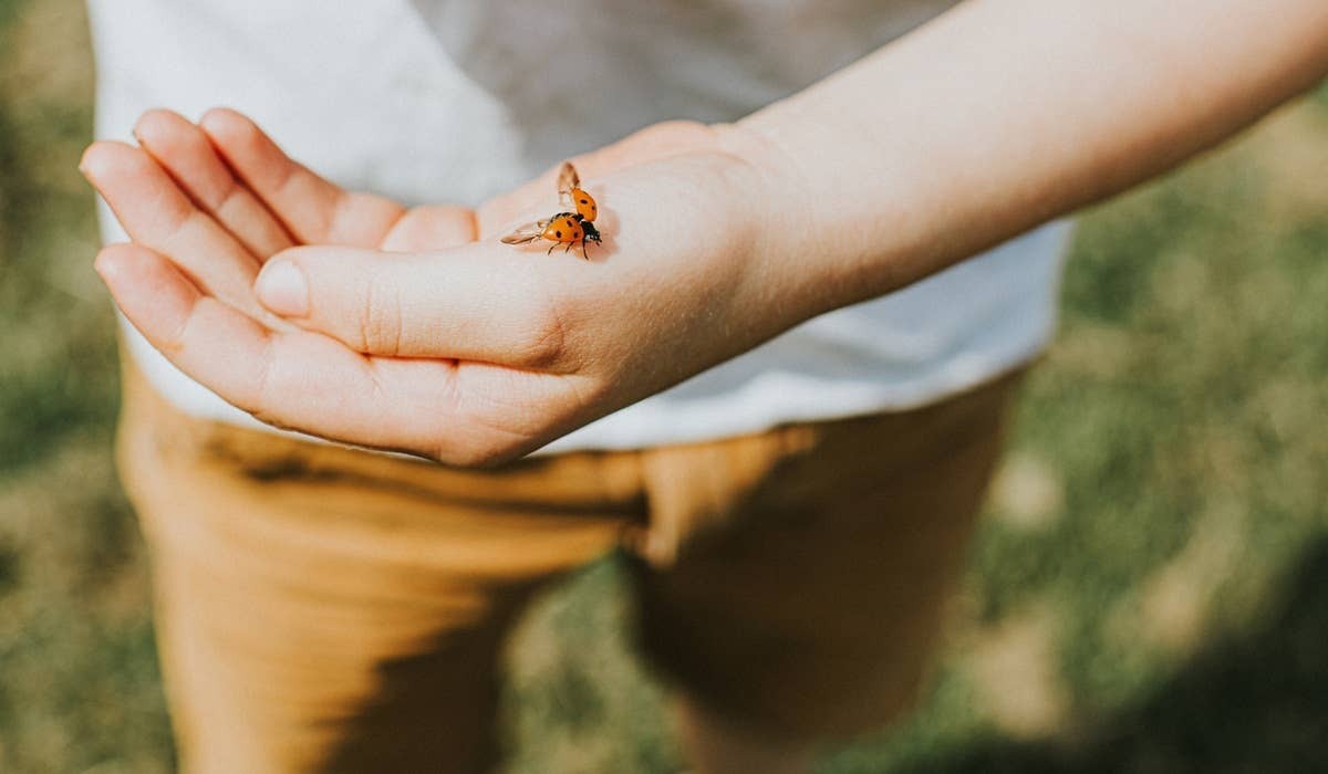  There's a reason people are happy to spot a ladybug.