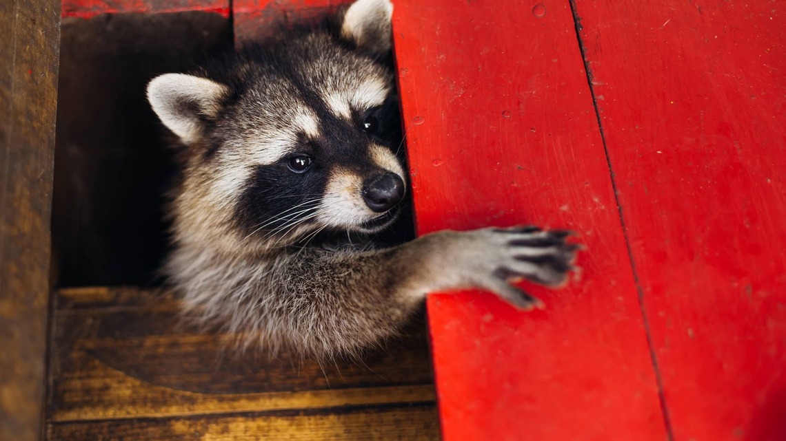 Pampered Pet Raccoon Gets Put Outside and Immediately Wants Back In
