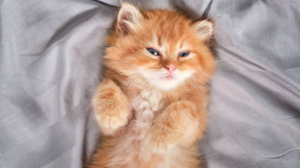 Red British Longhair Kitten Has Transformed Into a 'Furry Little Chicken Nugget' 