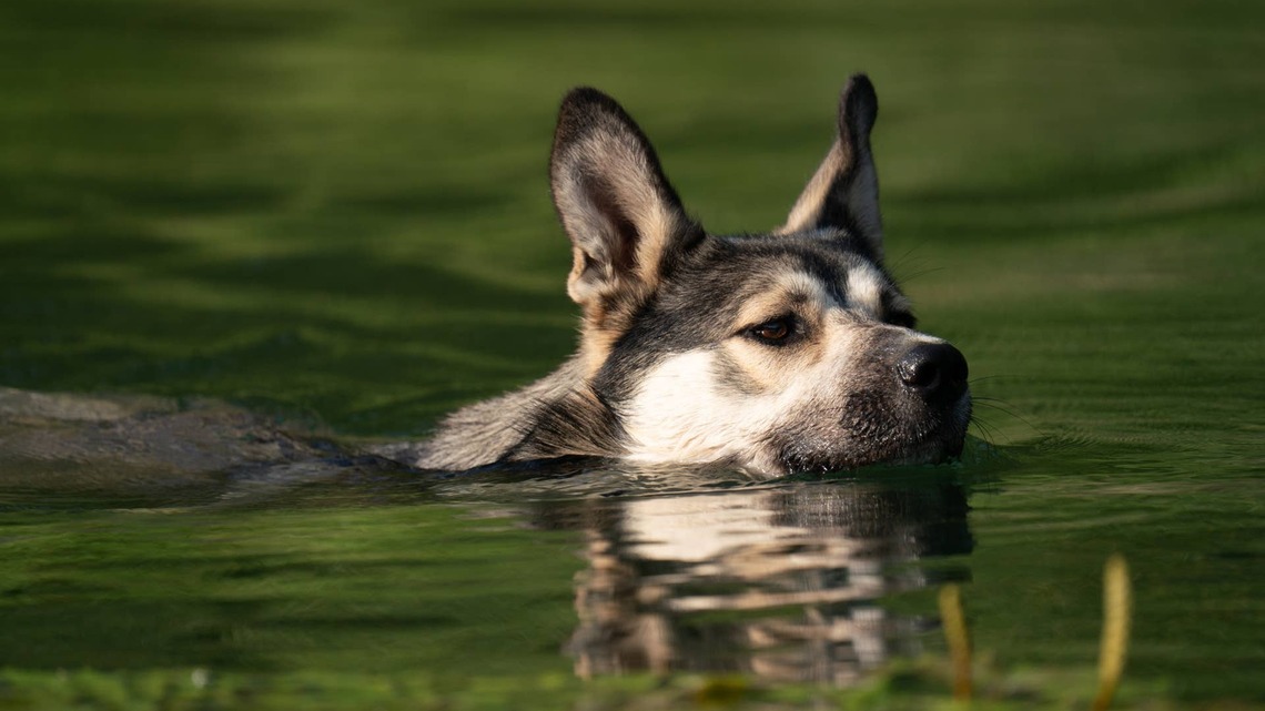 We Asked 3 Veterinarians the Biggest Mistake Dog Owners Make in August-and They All Said the Same Thing 