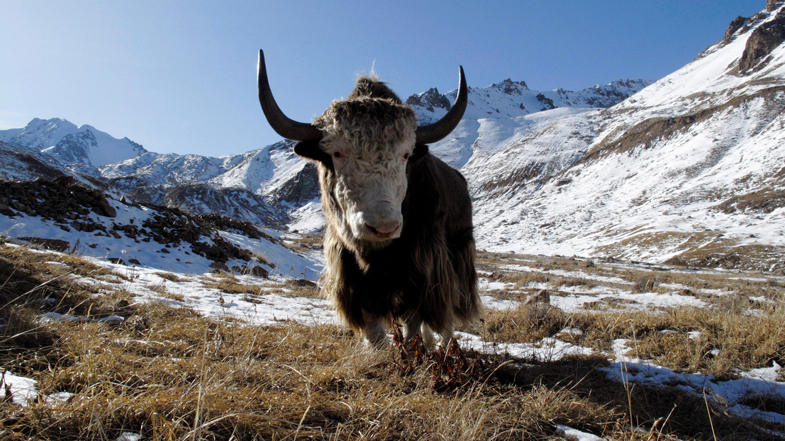Famous Siberian cave yields remains of yak-like Ice Age mammal