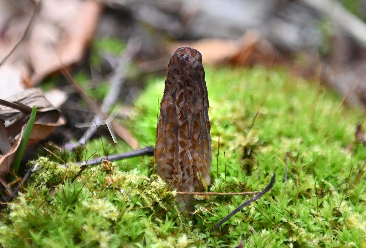 Max Ortiz/The Detroit News/TNS