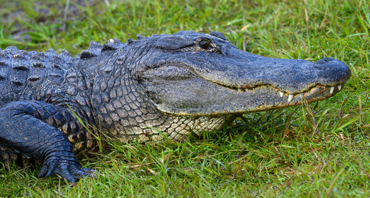 A plethora of alligators and white pelicans inhabit Deep Hole in Myakka River State Park east of Sarasota.