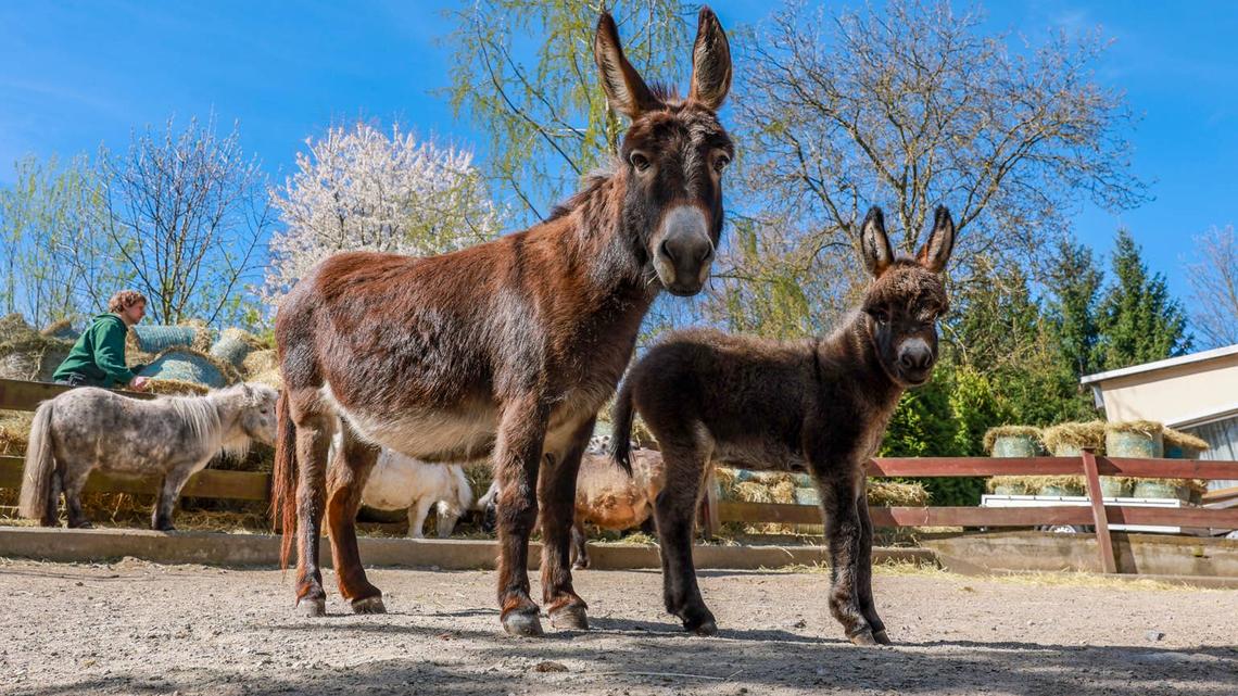This Donkey Mom Is Determined to Show Off Her Baby to Everyone 
