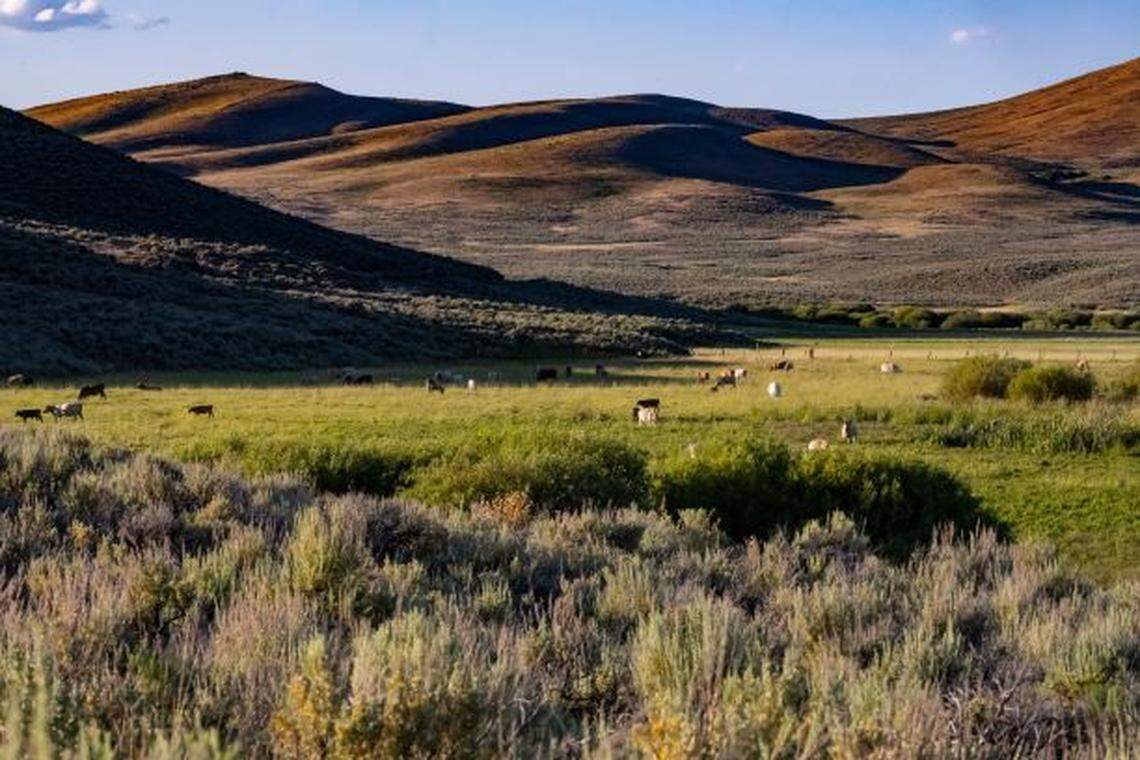 Cattle from the University of Idaho graze at Rinker Rock Creek Ranch, part of a systems comparison of range-based and irrigated cow-calf systems.