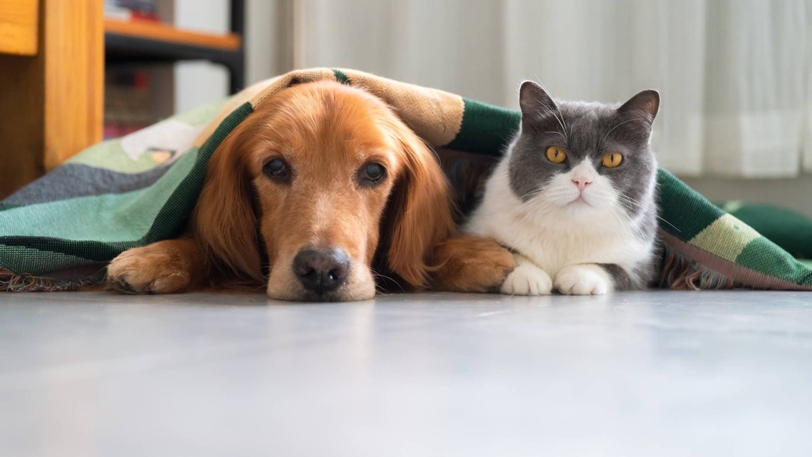 Veterinarian Warns Pet Parents About the Dangers of Wildfire Smoke and Which Symptoms Mean It's Time to Call the Vet 