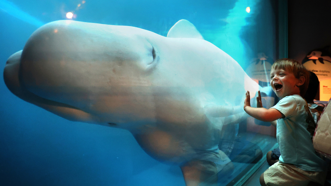 6th beluga whale rescued from Canada dies. This time, it was at SeaWorld San Diego 