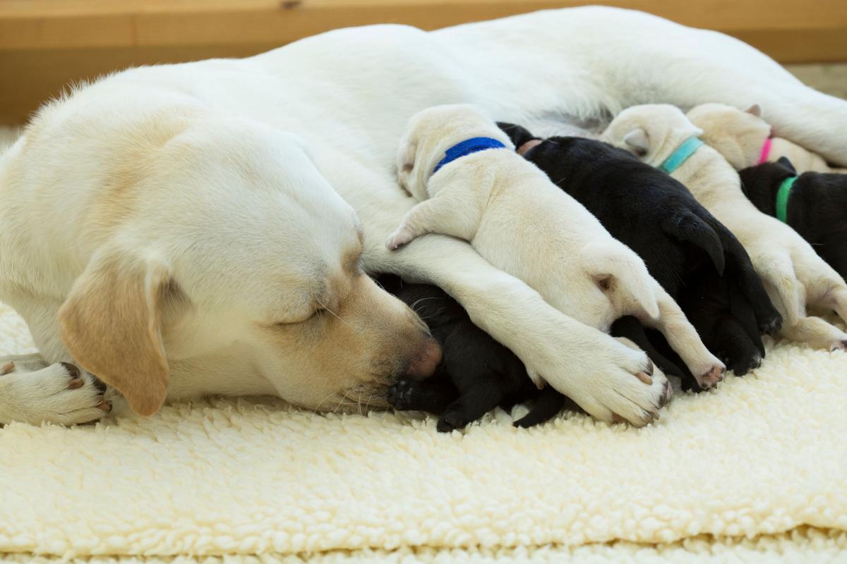  A photo of a mother dog nursing her puppies. 