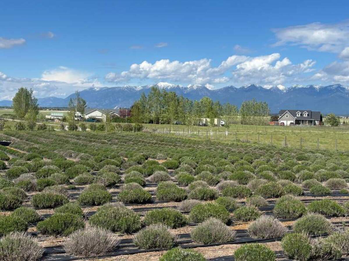  The microclimate in Montana is ideal for lavender. Photo credit: Judy Antell 
