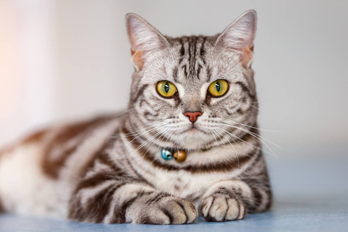  A low-maintenance cat perfect for older adults to have as a pet.