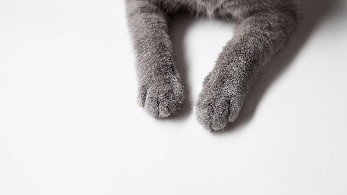 Adorable Cat With Unique ‘Eyebrows' Has People Comparing Her to Ariana Grande 