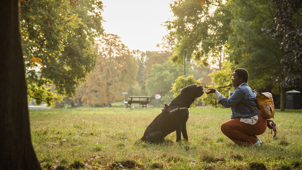 In the "Do as I do" method, an owner demonstrates an action to their dog, and the dog is then asked to replicate it after receiving the signal "Do it.'" (Christin Klose/DPA/TNS)