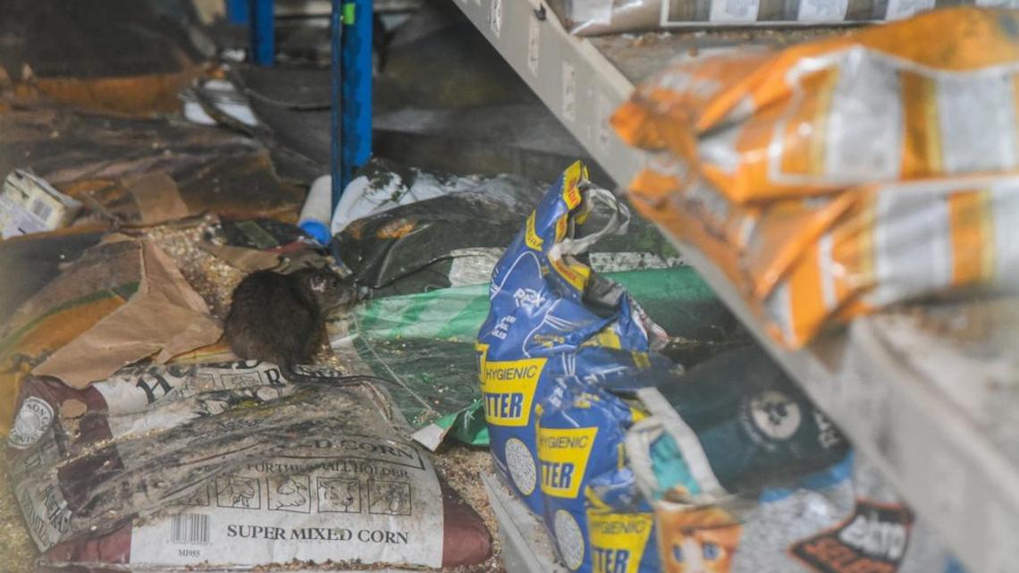 Rats living in abandoned pet shop wreaking havoc on tiny town