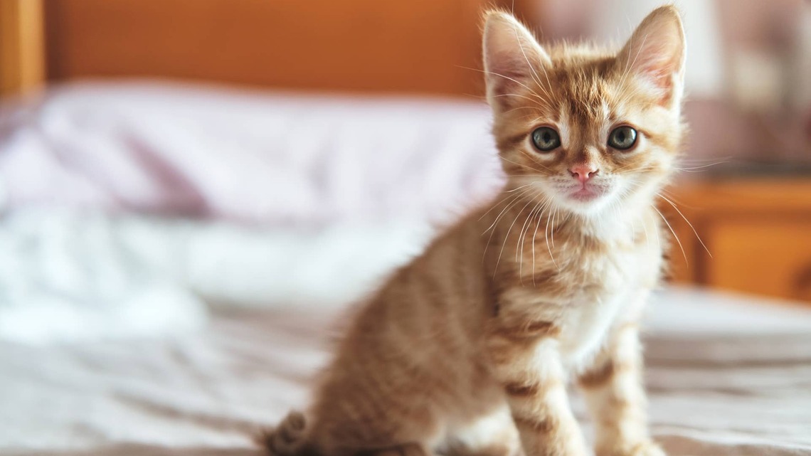 This Mama Cat Refuses to Leave Her Tiniest Kitten Behind 