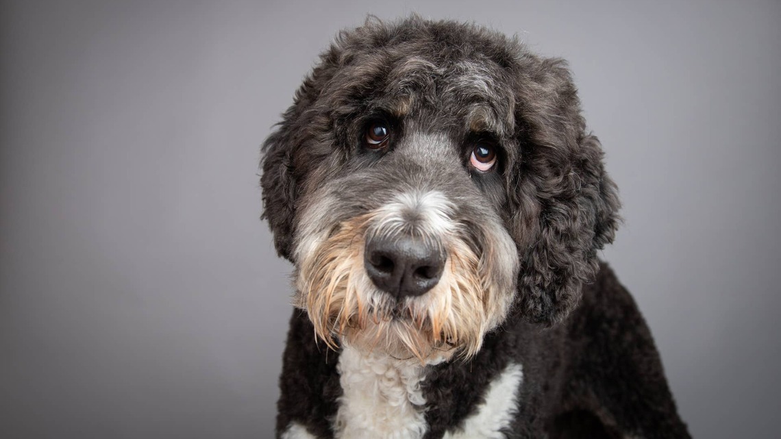 Bernedoodle Shows off His Counter Surfing Skills, and They're Impressive 