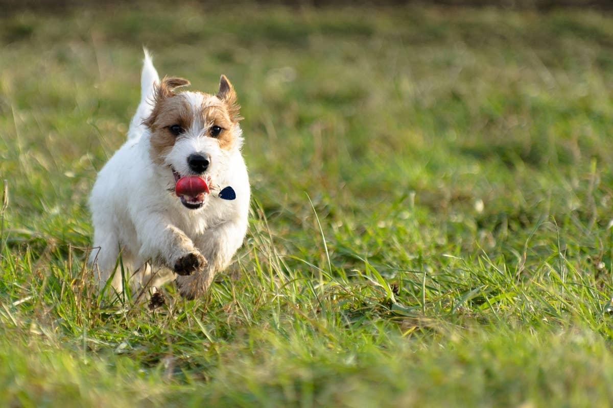  A small but extremely energetic and driven breed that can be hard for frst-time owners.
