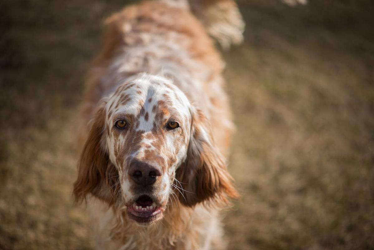  An English Setter standing outside.