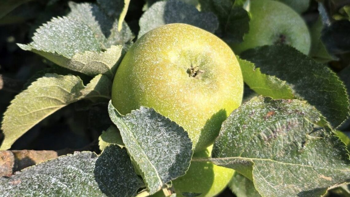 Farmer coats apples in ‘sunblock' to help them survive heat wave