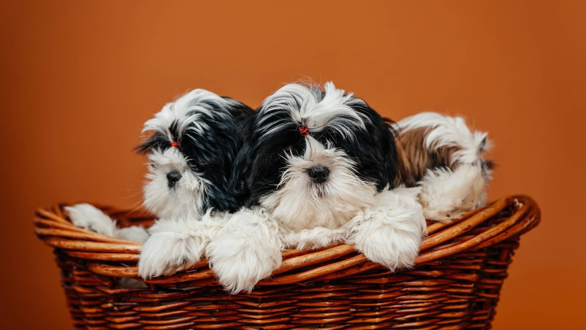 Shih-Tzu Gives Birth to a Rare Rainbow Litter of Puppies With the Most Stunning Coat Colors 