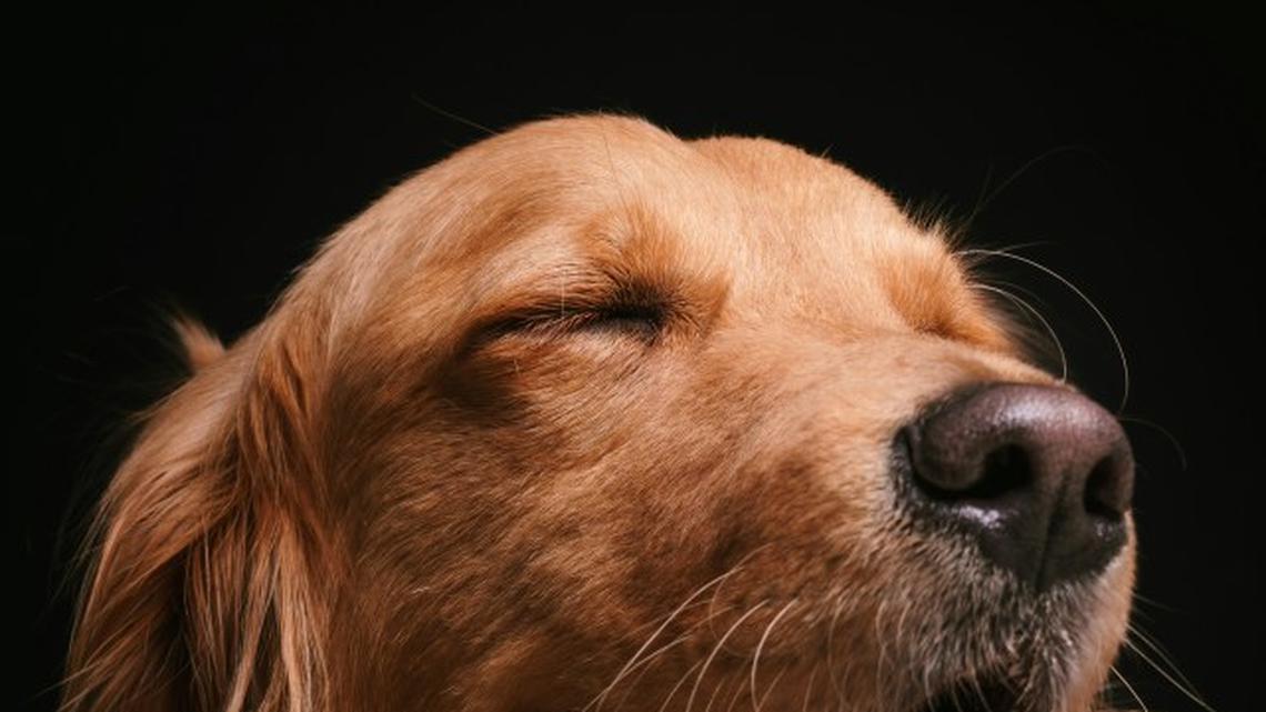 Golden Retriever's Teeth Chatter With Excitement Over Meatballs and We Totally Get It 