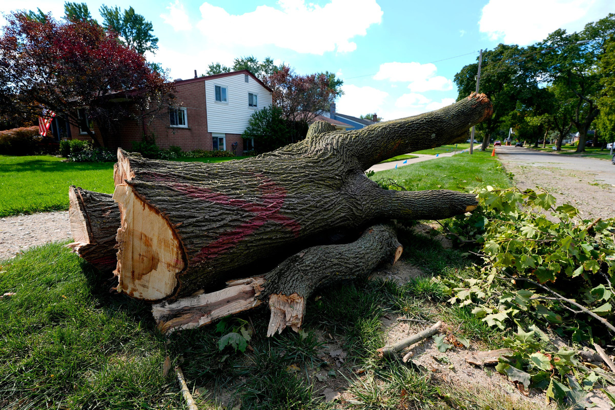 Clawson project puts 70-plus majestic trees on chopping block ...