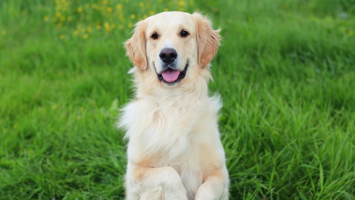 Golden Retriever Sweetly Insists on Holding Mom's Hand in the Car