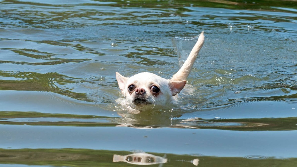 Chihuahua swimming. 
