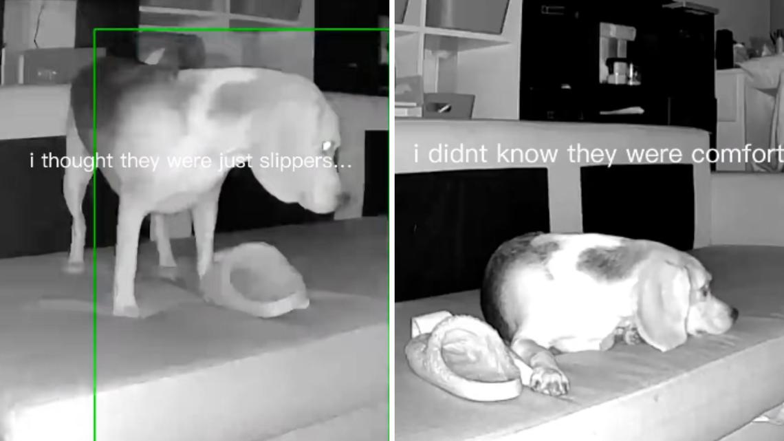 Cam Captures Dog Taking Slippers at Night, Then Owner Realizes Reason Why 