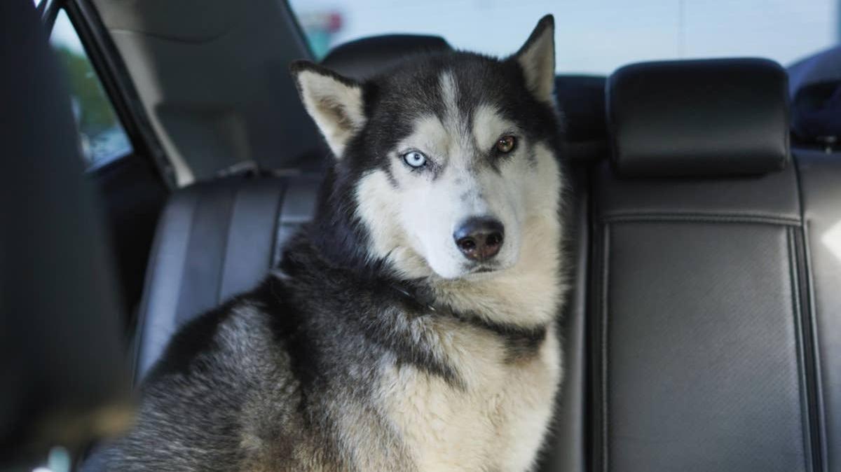 Siberian Husky sitting in car. 
