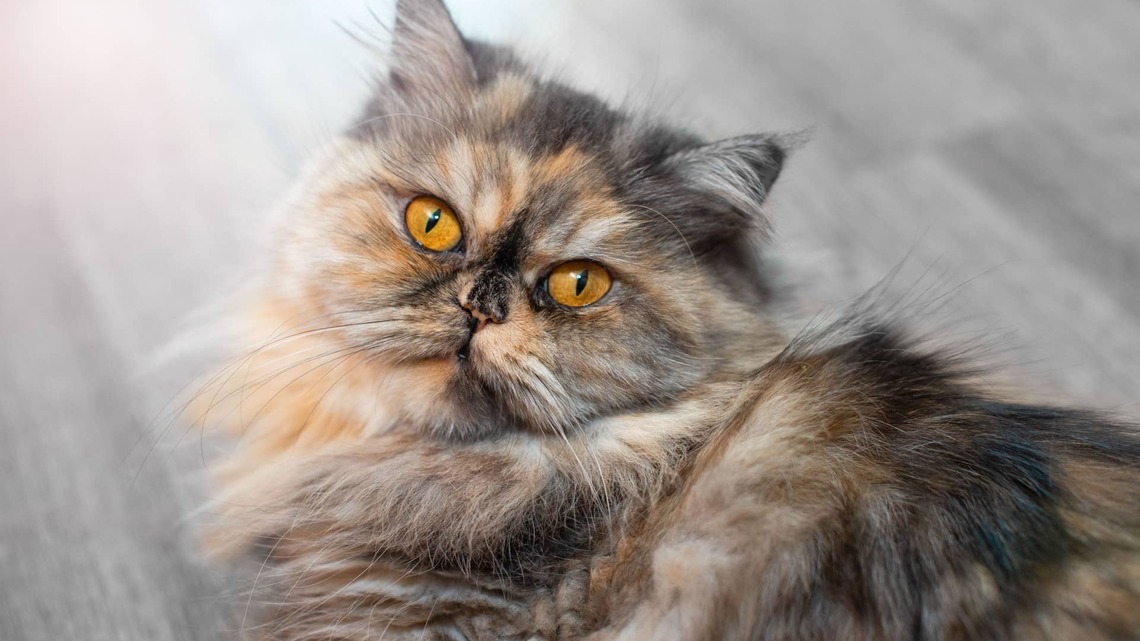 Persian Cat Is So Angry She's Being Forced To Get Fresh Air