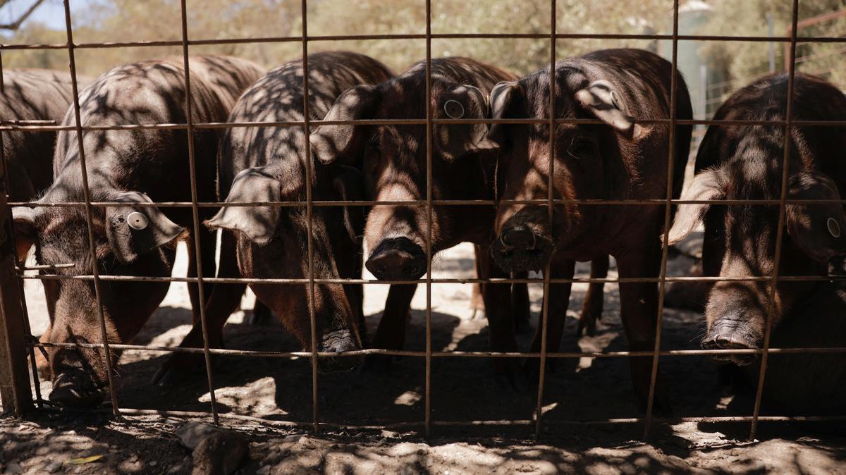 A herd of Iberian pigs sniff at Langenal pig farm, in Farajan, southern Spain, June 17, 2024. REUTERS/Jon Nazca