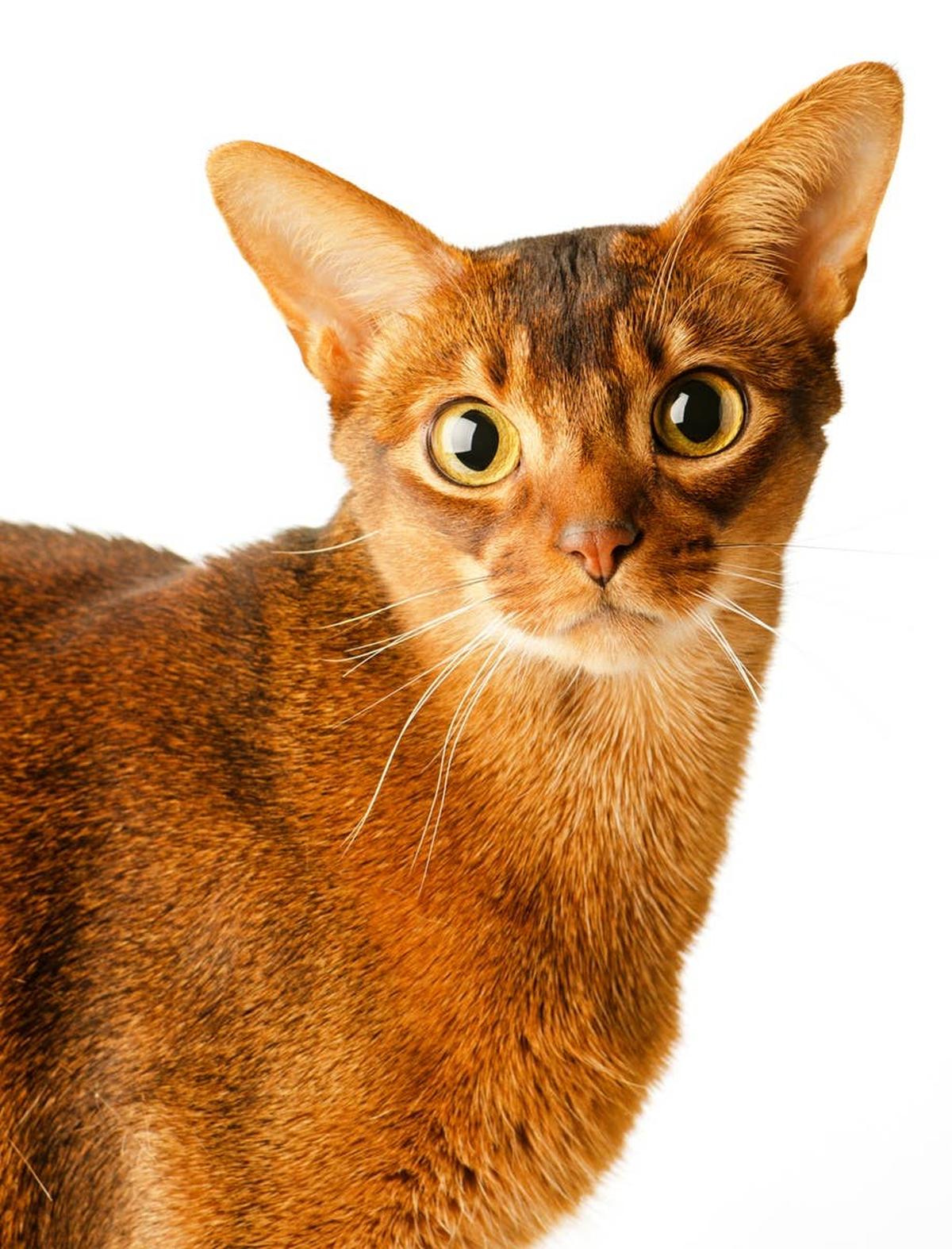  A cat with a bold personality.
