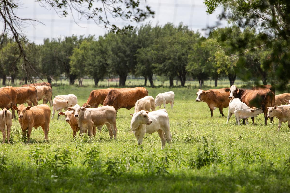 A herd of cattle graze a pasture, a day after the U.S. Department of Agriculture confirmed that New World screwworm was detected in a Texas calf, near Zavala County, Texas, U.S. June 4, 2026.  REUTERS/Kaylee Greenlee