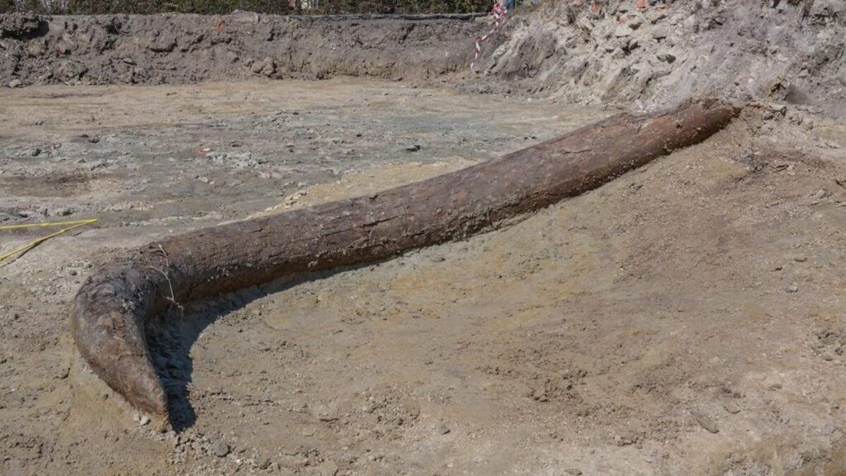 The mammoth's tusk at the excavation site in Taimering, Germany. (BLfD via SWNS). 