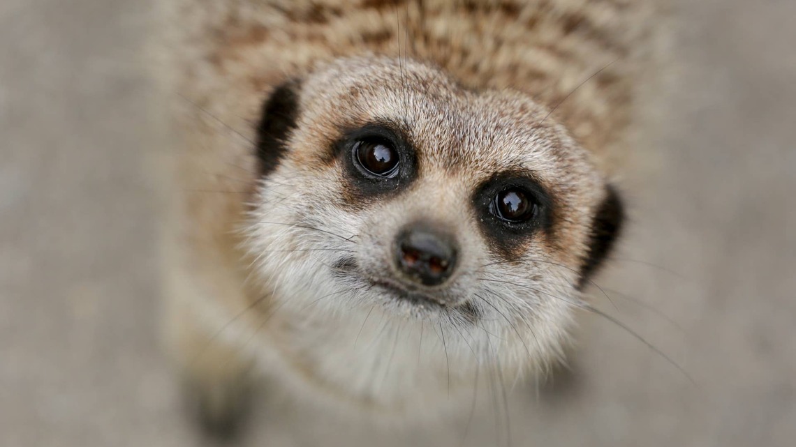 Meerkats Get a Halloween Surprise and Launch the Cutest Little Investigation 