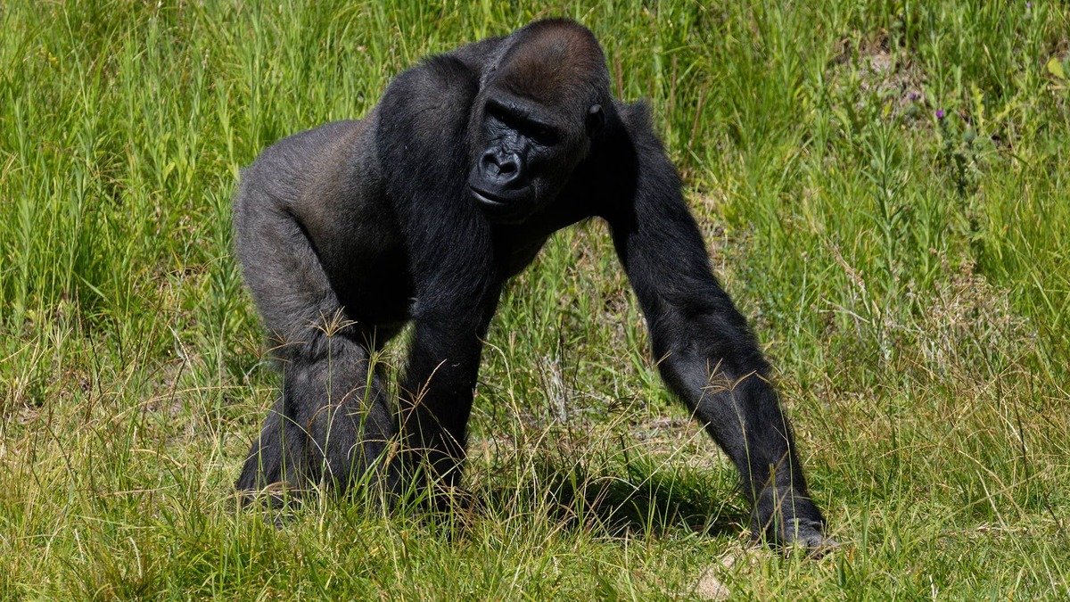 Mizani, the gorilla, post surgery.