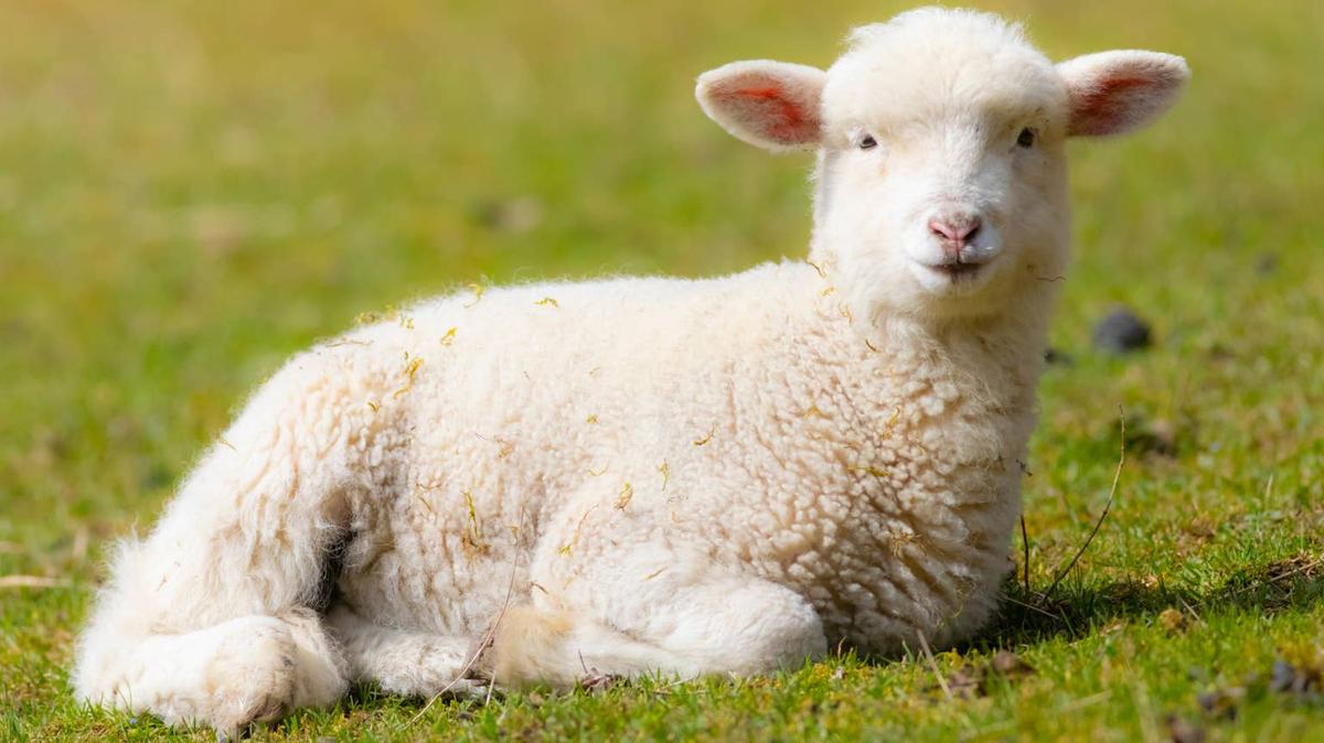 lamb. 