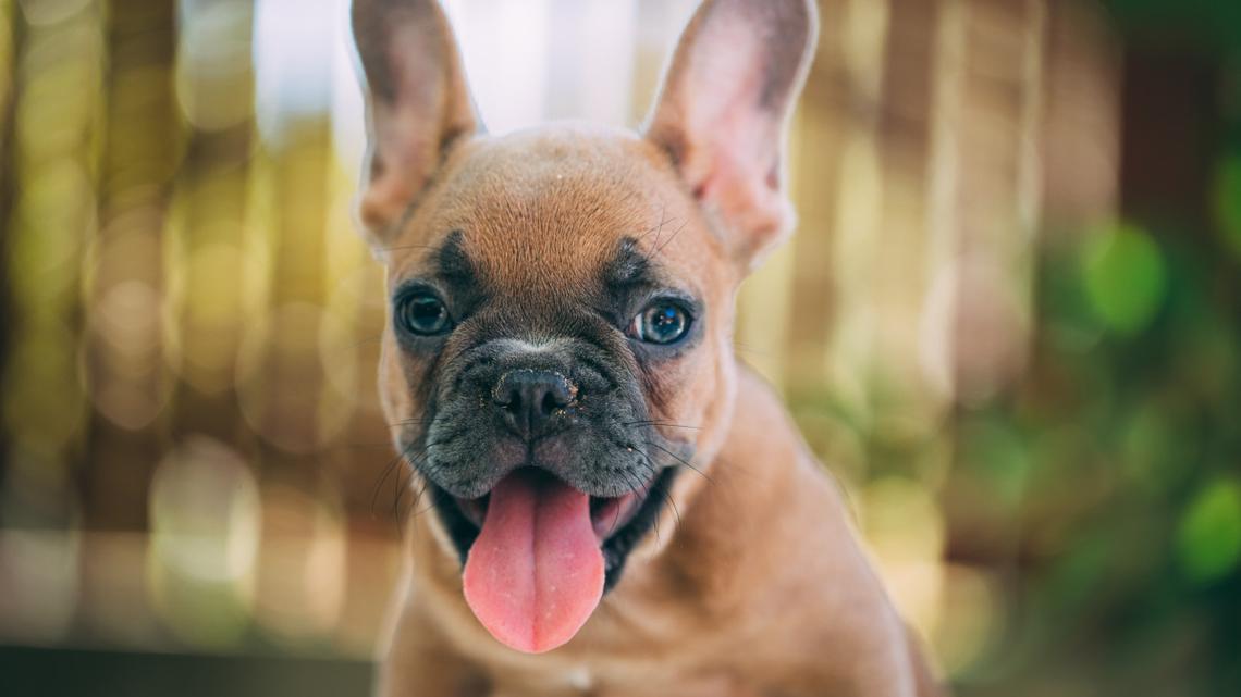 French Bulldog Won't Stop Swaying on His Deck-'Money Well Spent' 