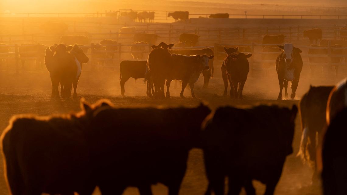 Trump delays order to boost beef imports and calm prices, Wall Street Journal reports 