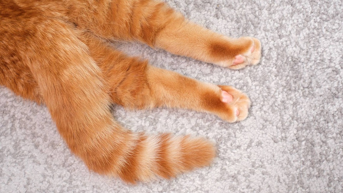 This Orange Cat Looks Just Like Ed Sheeran and We Can't Get Over It 