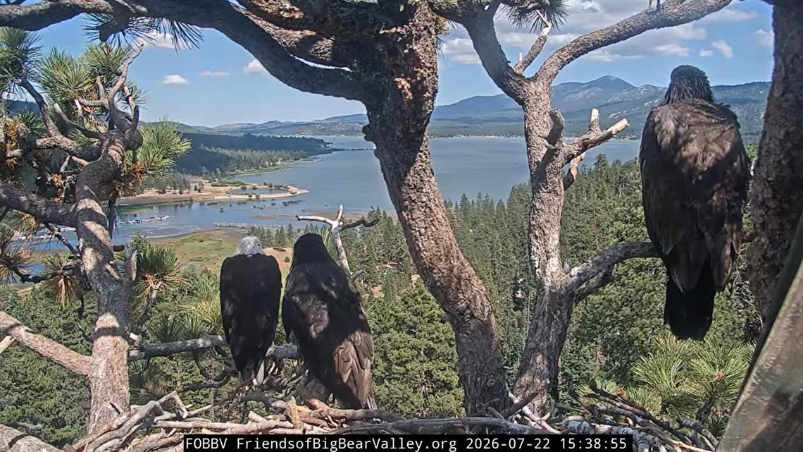 Fans mourn beloved bald eagle Jackie's death, celebrate her legacy 
