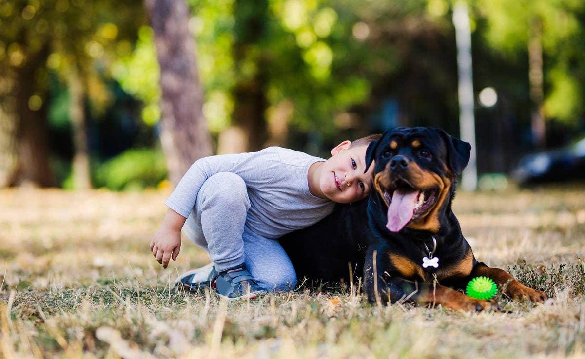  A loyal and gentle Rottweiler with a little kid in the grass.
