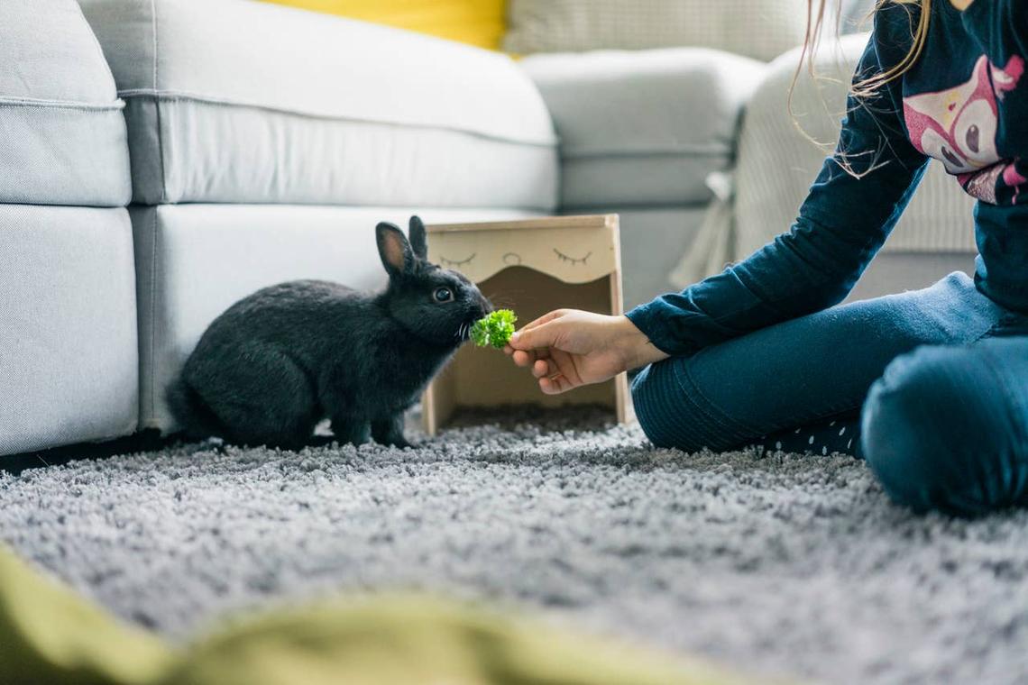  A woman boding with a rabbit who trusts her. 