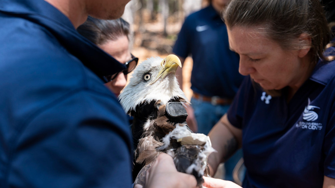 Bald eagle released in Alabama after long rehab from gunshot wound 