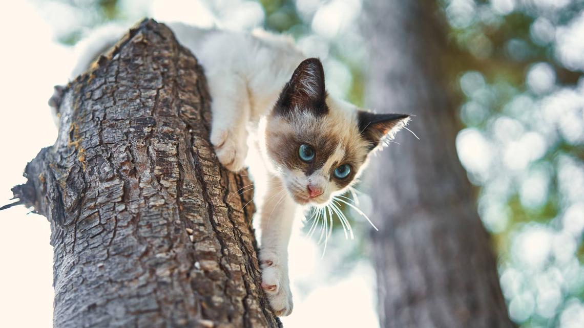 A Kitten's First Hiking Trip is Absolutely Everything We Needed to See 