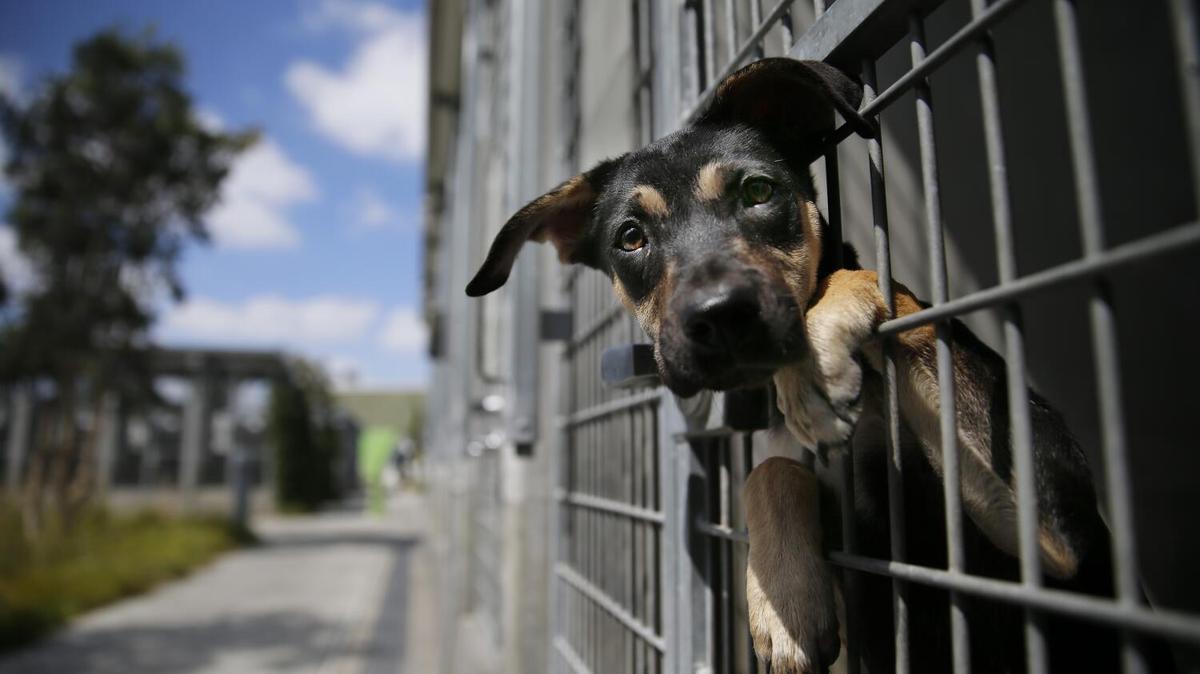 LOS ANGELES, CALIF. -- THURSDAY, SEPTEMBER 3, 2015: A German shepherd mix dog available for adoption peers out his cage before a press conference to announce the release an audit of the Department of Animal Services at South Los Angeles Chesterfield Square Animal Shelter in Los Angeles, Calif., on Sept. 3, 2015. City Controller Ron Galperin addressed the reliability of the department’s reported data and the City’s euthanasia policies. (Allen J. Schaben / Los Angeles Times)