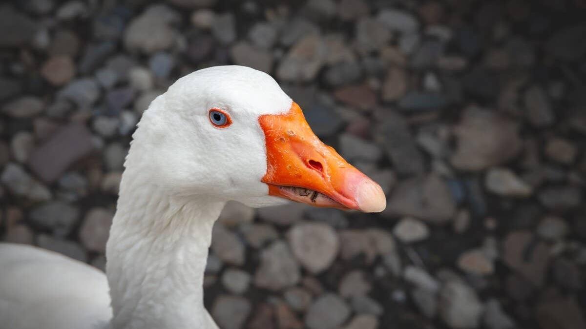 A close-up of a grumpy-looking goose.