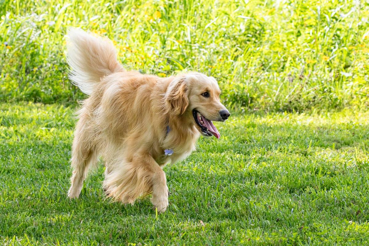  These dogs are full of surprising traits most people never learn about, like their coat color.