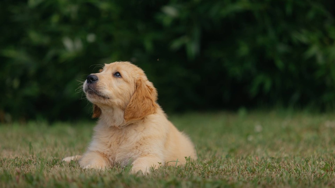 This Puppy and Calf Are Proof That Best Friends Come in All Shapes and Sizes 