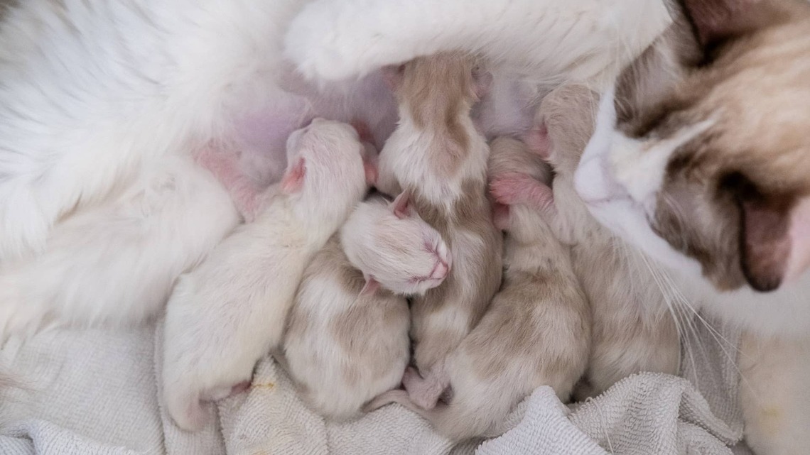 Ragdoll Cat Gives Birth to a Sweet Litter of Ice Cream Scoops